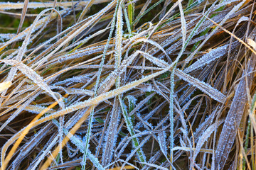 ice crystals on frosted grass - abstract background