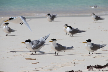 terns at rottnest island (australia) 