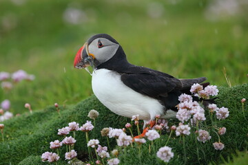 The Atlantic puffin (Fratercula arctica) with beek full of eels on its way to nesting burrow in breeding colony, Shetland islands