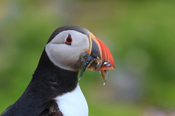The Atlantic puffin (Fratercula arctica) with beek full of eels on its way to nesting burrow in breeding colony, Shetland islands