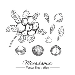 Macadamia hand drawn collection. Plant and nuts on white background. Vector illustration.