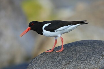 Eurasian Oystercatcher (Haematopus ostralegus) also known as the Common Pied Oystercatcher, or Palaearctic Oystercatcher with blur background, Ústřičník Velký 