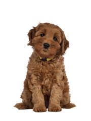 Adorable Cobberdog puppy aka Labradoodle dog, sitting facing front. Looking straight towards camera. Isolated cutout on a transparent background..