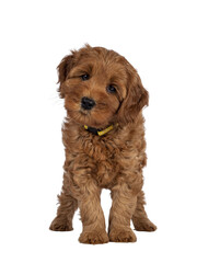 Adorable Cobberdog puppy aka Labradoodle dog, standing facing front. Looking straight towards camera with cute head tilt. Isolated cutout on a transparent background.