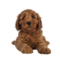 Adorable Cobberdog puppy aka Labradoodle dog, laying down facing front. Looking straight towards camera. Isolated cutout on a transparent background.