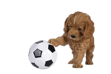 Adorable Cobberdog puppy aka Labradoodle dog, playing with one paw on black and white foot ball. Isolated cutout on a transparent background.