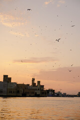 View of Dubai creek with lots of seagulls and at sunset, Dubai, UAE - obrazy, fototapety, plakaty