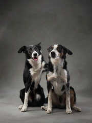 two dogs hugging. Happy Border Collie on a grey canvas background in studio. love pet