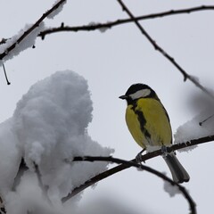 Great Tit (Parus major) in winter.