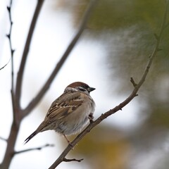 Mazurek (Passer montanus) in winter.
