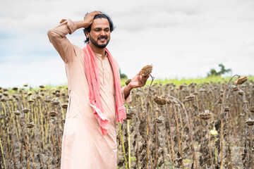 Sad worried farmer crying by looking destroyed sun flower crop at farmland - concept of loss,...