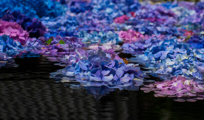 水に浮かぶ紫陽花