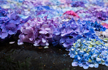水に浮かぶ紫陽花