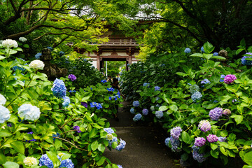 紫陽花寺