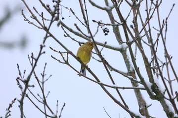 Bunting bird sits on tree branches