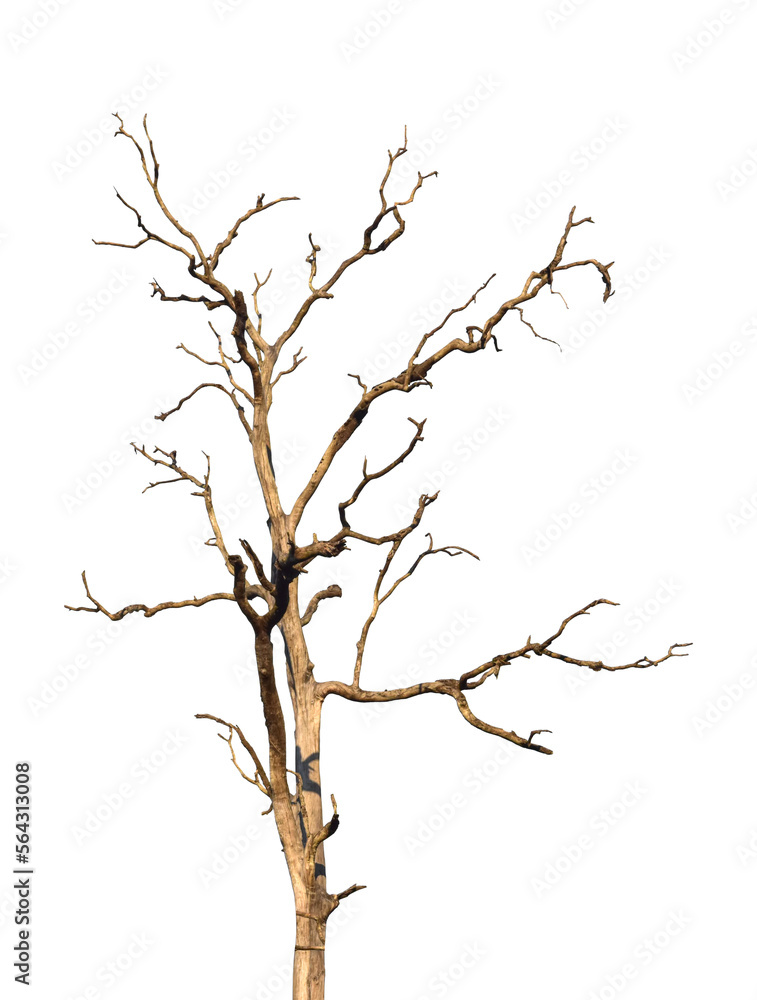 Wall mural dead tree branch isolated on transparent background png file.