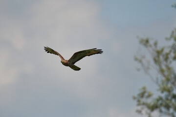 Wespenbussard (Pernis apivorus) in Linum