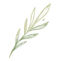 Watercolor elegant branch. Green Outline leaves for wedding, holidays, invitation, greeting card decoration