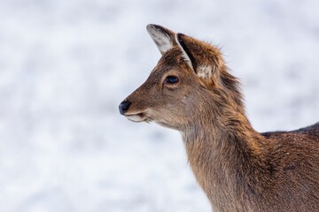 Portrait of a cute young brown sika deer with black eyes on a winter day. White snow in the background.