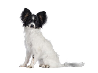 Excellent white black and tan Epagneul Nain Papillon dog puppy, sitting  side ways looking towards camera. isolated cutout on transparent background..