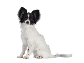 Excellent white black and tan Epagneul Nain Papillon dog puppy, sitting  side ways looking towards camera. isolated cutout on transparent background..