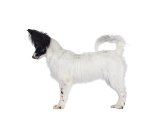 Excellent white black and tan Epagneul Nain Papillon dog puppy, standing side ways looking away from camera showing profile. isolated cutout on transparent background..