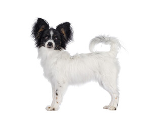 Excellent white black and tan Epagneul Nain Papillon dog puppy, standing side ways looking towards camera. isolated cutout on transparent background..