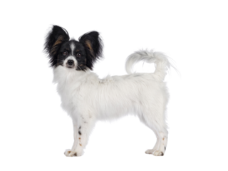 Excellent white black and tan Epagneul Nain Papillon dog puppy, standing side ways looking towards camera. isolated cutout on transparent background..