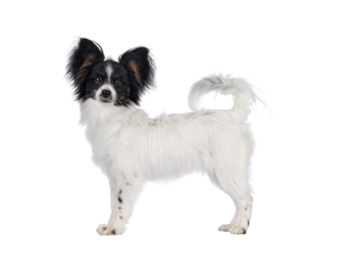 Excellent white black and tan Epagneul Nain Papillon dog puppy, standing side ways looking towards camera. isolated cutout on transparent background..