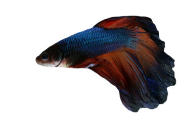 Betta fish, Siamese fighting fish isolated on transparent background.
