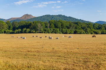 Cows grazing in Pyrenees