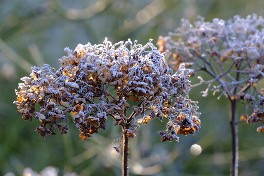 Frost on dried plants. Winter background