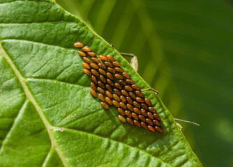 Photo of Anasa tristis grasshopper eggs on a leaf.