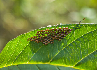 Photo of Anasa tristis grasshopper eggs on a leaf.