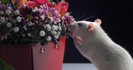 Domestic white rat sniffs flowers