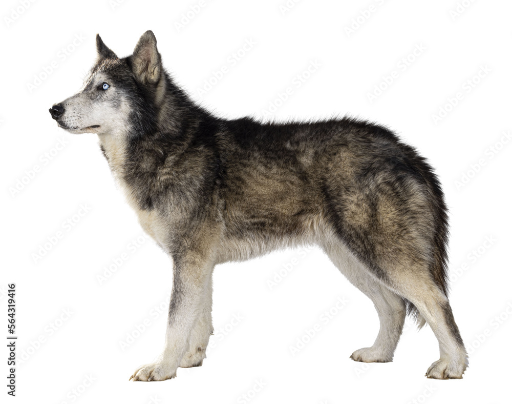 Poster handsome american wolfdog, standing side ways, looking to the side and away from camera. isolated cu