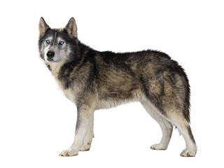 Handsome American Wolfdog, standing side ways, looking towards camera. Isolated cutout on a transparent background.