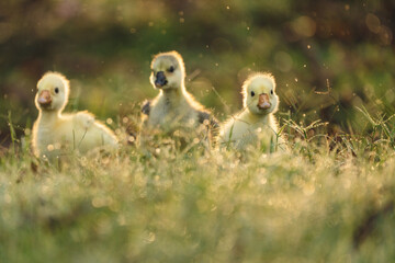 Fototapeta premium gosling goose or duck family in spring, small baby bird animal in wild nature, group of young cute yellow fluffy feather water bird using beak on green grass, mother using wing for a chick