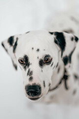 Portrait eines jungen Dalmatiner Hundes in Schnee Umgebung