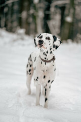Portrait eines jungen Dalmatiner Hundes in Schnee Umgebung