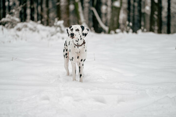 Portrait eines jungen Dalmatiner Hundes in Schnee Umgebung