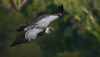 A Flying Eurasian Griffon Vulture