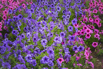 Pink, purple flowers of surfinia ampelous petunia . Summer flowers. Floral postcard with pink surfinia. Garden, seasonal gardening. Purple surfinia blossom. Pink bloom of surfinia ampelous petunia.