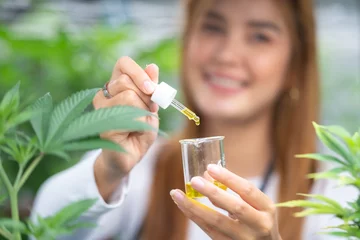 Fotobehang scientist checking hemp plants in a weed greenhouse. Concept of herbal alternative medicine, cbd oil, pharmaceptical industry © chokniti