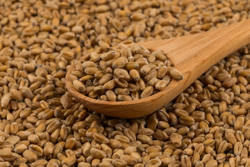 Wheat grain on white