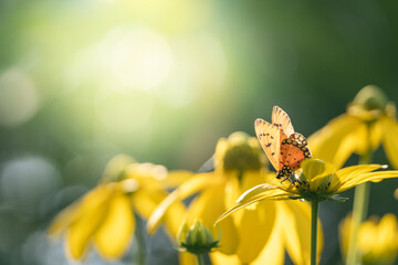 Beautiful nature view of butterfly on blurred background in garden with copy space using as background natural animal landscape fresh cover page butterflies day
