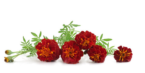 Fototapeta premium Tagetes, Marigold flowers isolated on a white background