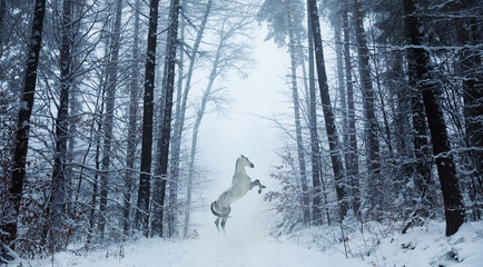 siwy magiczny koń w zimowej scenerii staje dęba, magic horse