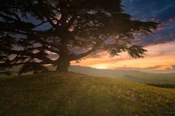 Old Lebanon cedar at sunset.
