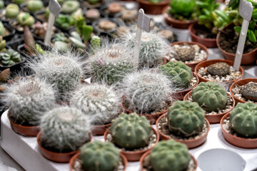 Fluffy small cactus plants and various succulents in pots on table at fair.
